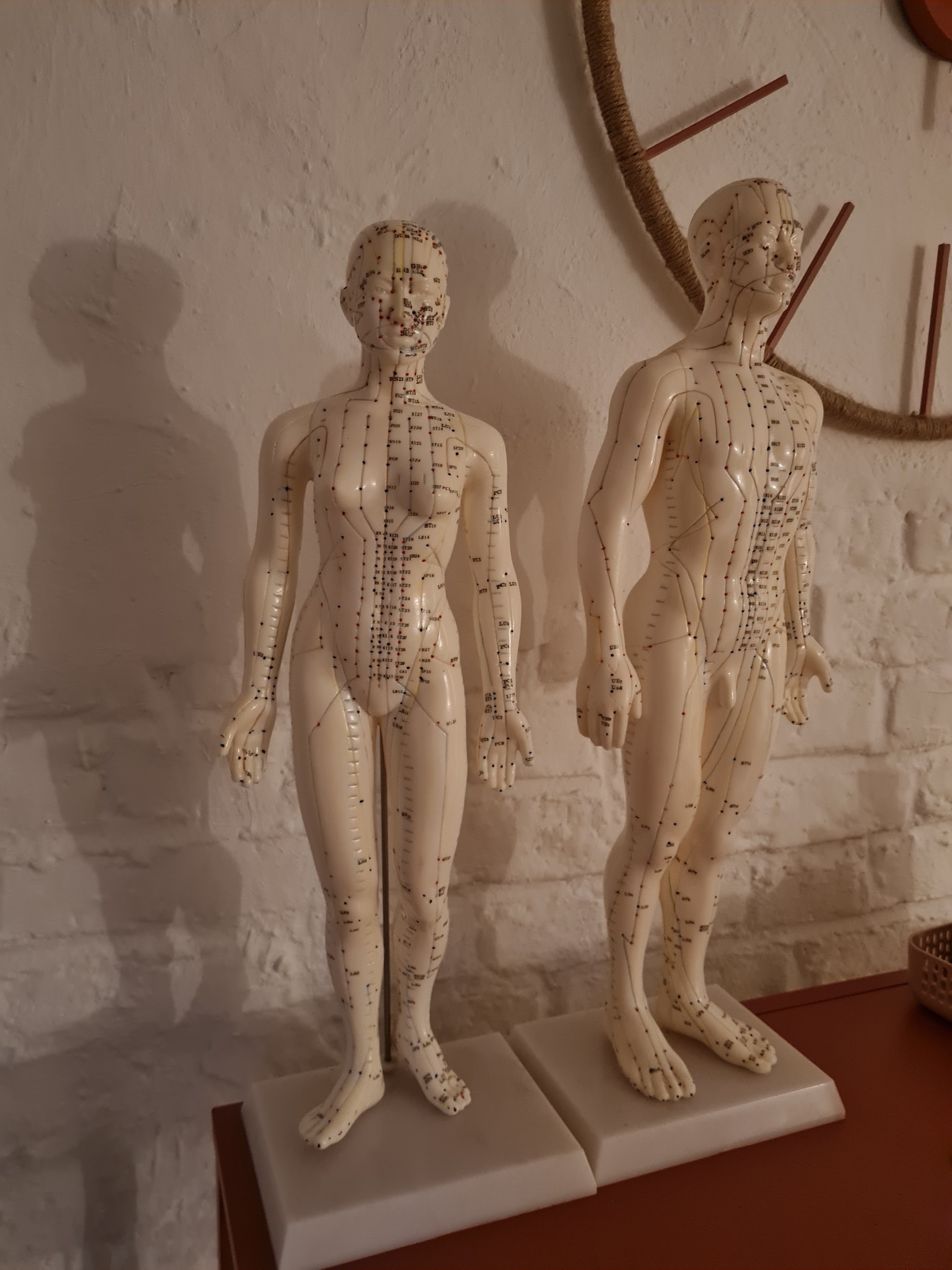 Twee anatomische modellen voor de witte stenen muur in de praktijk